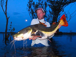 jeff currier redtail catfish brazil
