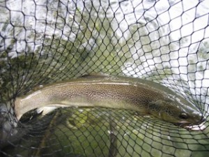 blog-May-30-2013-11-Brown-trout-marble-trout-hybrid