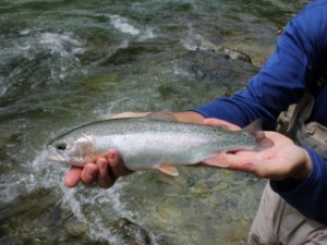 blog-June-1-2013-4-Idrijca-River-rainbow-trout