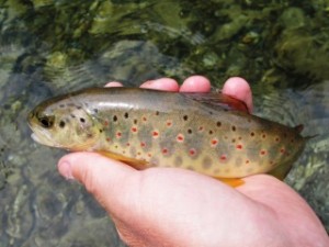 blog-June-2-2013-7-Yugoslavia-brown-trout
