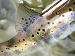 blog-June-2-2013-8-Brown-trout-from-Croatia