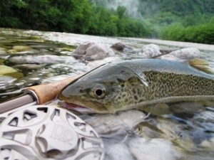 blog-June-6-2013-7-marble-trout-in-Italy