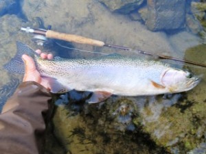 blog-June-7-2013-2-rainbow-trout-in-Slovenia