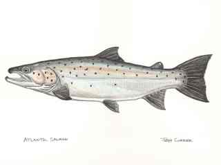 blog-July-1-2013-2-Atlantic-Salmon-Artwork