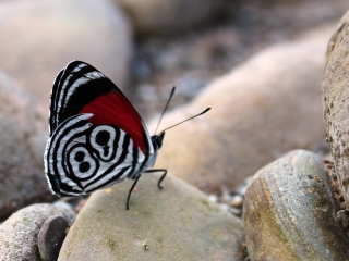 blog-July-30-2013-5-Butterfly-in-Bolivia