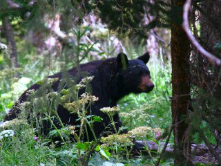 blog-Aug-14-2013-4-black-bear-Grand-Teton-National-Park