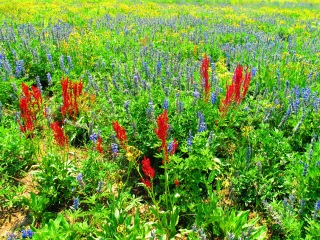 blog-Aug-15-2013-8-wild-flowers-Grand-Teton-National-Park