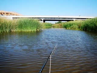 blog-Oct-12-2013-4-fly-fishing-for-carp-in-California