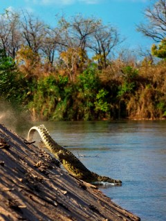 blog-Nov-8-2013-2-Nile-crocodile