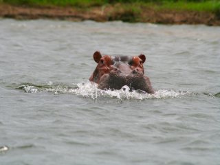 blog-Nov-8-2013-3-hippopotamus