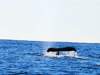 blog-Dec-13-2013-3-humback-whale