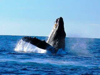 blog-Dec-15-2013-humpback-whale