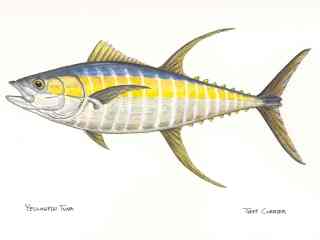 blog-March-20-2014-1-jeff-curier-yellowfin-tuna-art