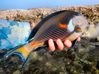 blog-March-29-2014-9-sohal-surgeonfish