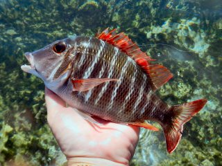 blog-March-30-2014-5-emperor-fish-red-sea