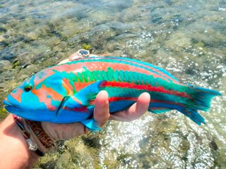 blog-March-31-2014-19-wrasse-red-sea