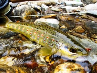 blog-May-18-2014-9-brown-trout-in-bhutan