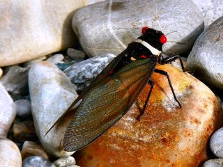 blog-June-1-2014-15-cicada-in-bhutan
