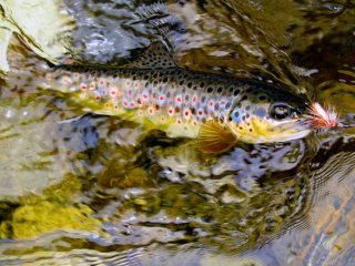 blog-June-1-2014-5-brown-trout-fishing-in-bhutan