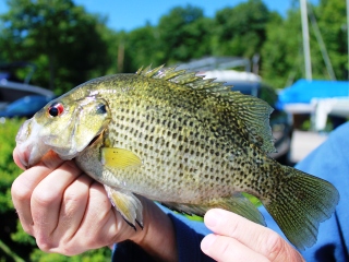 blog-June-18-2014-5-flyfishing-for-rock-bass