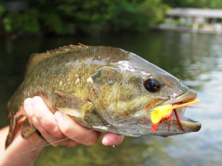 blog-June-20-2014-1-flyfishing-for-smallmouth-bass