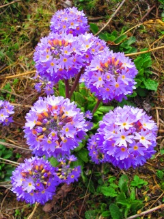 blog-May-19-2014-3-flowers-of-bhutan