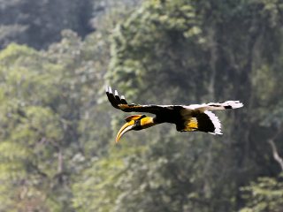 Niel Fox Photo - Great Hornbill