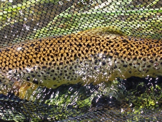 blog-July-8-2014-3-brown-trout-fishing