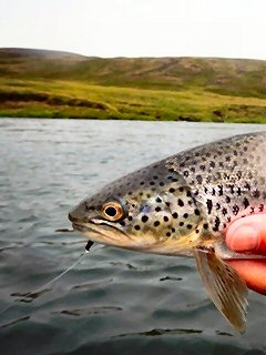 blog-Aug-6-2014-3-flyfishing-for-brown-trout-in-iceland