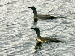 blog-Aug-8-2014-10-arctic-loons-in-iceland