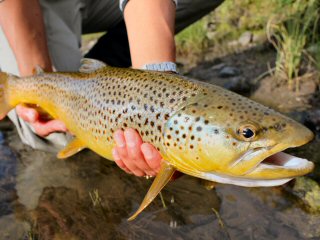 blog-Sept-10-2014-7-brown-trout