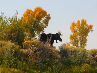 blog-Sept-16-2014-1-moose