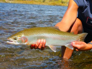 blog-Sept-17-2014-10-rainbow-trout