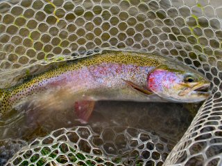 blog-Sept-6-2014-6-rainbow-trout