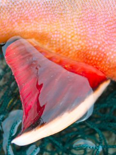 blog-Sept-29-2014-4-brook-trout