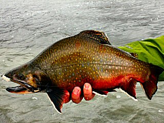blog-Sept-29-2014-6-flyfishing-for-brooktrout