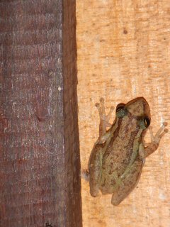 blog-Nov-8-2014-10-frogs-in-guyana