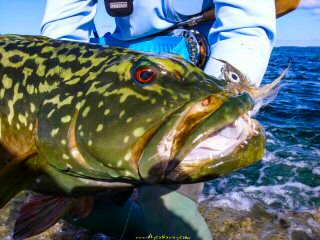 blog-Dec-11-2014-11-marbled-grouper