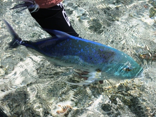 blog-Dec-3-2014-9-flyfishing-for-bluefin-trevally