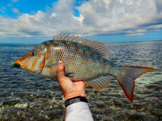blog-Dec-4-2014-8-blue-spangled-emperor-fish