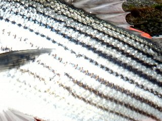 blog-Feb-19-2015-1-flyfishing-for-striped-bass