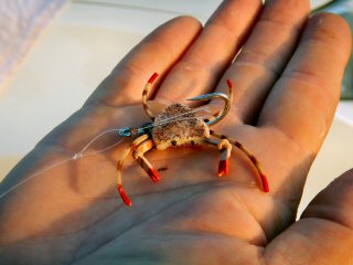 blog-April-18-2015-5-crab-flies