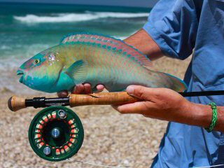 blog-April-20-2015-5-flyfishing-for-parrotfish