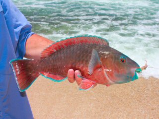 blog-April-20-2015-7-persian-parrotfish