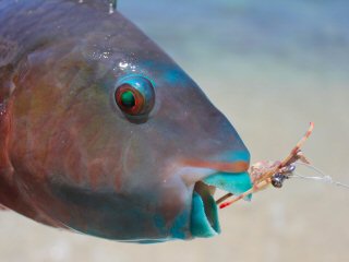blog-April-20-2015-8-flyfishing-for-parrotfish