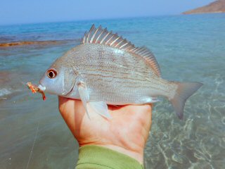 blog-April-21-2015-10-flyfishing-for-bream-in-oman