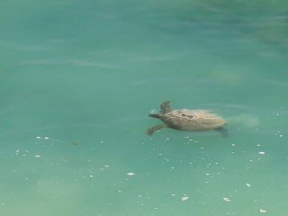 blog-April-21-2015-4-sea-turtles-in-oman