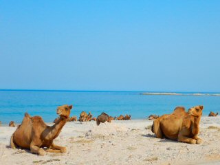 blog-April-22-2015-2-camels-in-oman