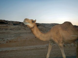 blog-April-24-2015-7-camels-of-oman