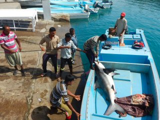 blog-April-29-2015-11-fishing-for-sharks